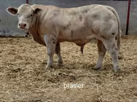 Byk, Charolais cattle — zdjęcie 1