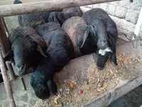 Baran, Rhon sheep — zdjęcie 6