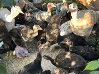 Turkeys — photo 5
