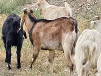 Kozioł, Nubian Goat — zdjęcie 2