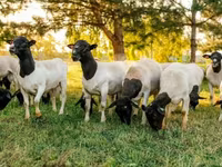 Baran, Dorper sheep — zdjęcie 4