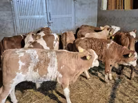 Bull, Simmental cattle — photo 6