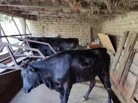 Cow, Cattle — photo 7