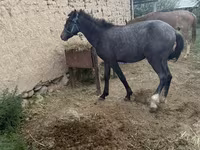 Koń, Friesian sport horse — zdjęcie 3