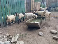 Kozioł, Pomellata goat — zdjęcie 6