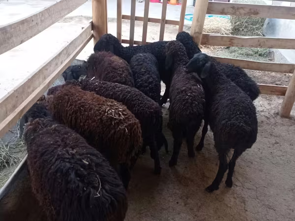 Owca, Tajik sheep