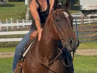 Stute, Quarter Horse — Foto 3