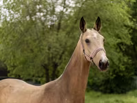 Yegua, Akhal-Teke — foto 4