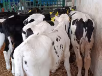 Toro, Raza Holstein — foto 7