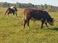 Byk, Kazachska białogłowa krowa — zdjęcie 5