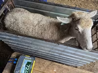 Owca, Kuibyshev sheep — zdjęcie 2