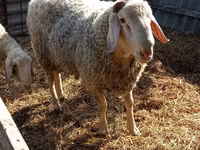 Baran, Assaf sheep — zdjęcie 1