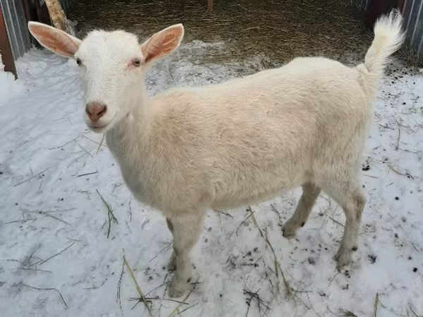 Koza, Saanen goat