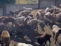 Owca, Kuibyshev sheep — zdjęcie 3