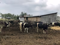 Kuh, Holstein-Rasse — Foto 7