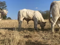 Byk, Charolais cattle — zdjęcie 3