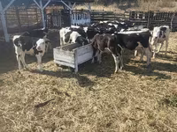 母牛, Cattle — 照片 5