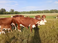 Krowa, Latvian Blue cattle — zdjęcie 5