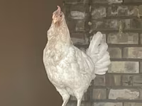 Leghorn — zdjęcie 3