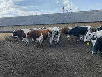 Toro, Russian Black pied cattle — foto 3