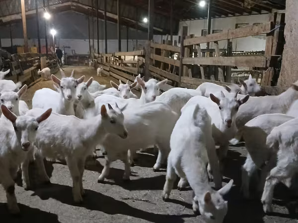 Коза, Зааненская коза