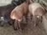 Ram, Arashan sheep — photo 6