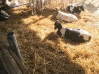 Bull, Swiss cattle — photo 1