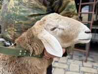 Ram, Sheep — photo 6