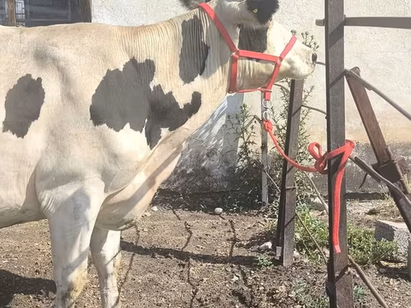 Cow, Russian Black pied cattle