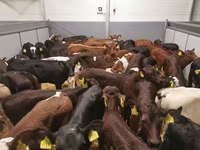 Cow, Cattle — photo 1