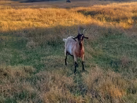 Cabra, Cabras — foto 3
