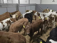Bull, Cattle — photo 4