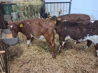 Bull, Cattle — photo 8