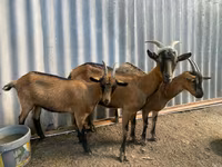 Cabra, Cabras — foto 1