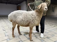Sheep, Arashan sheep — photo 5