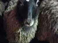 Owca, Romanov sheep — zdjęcie 1