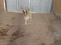 Goat, Alpine goat — photo 4