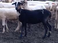 Owca, Tsigai sheep — zdjęcie 4
