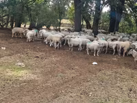 Oveja, Baerchuke sheep — foto 4