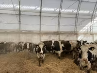 Vaca, Raza Holstein — foto 3