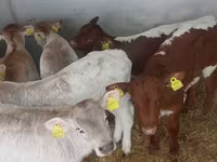 Byk, Simmental cattle — zdjęcie 4