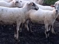 Owca, Tsigai sheep — zdjęcie 1