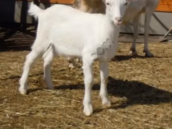 Kozioł, Saanen goat — Rosja
