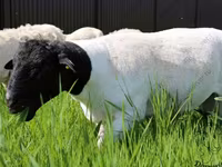 Ram, Baerchuke sheep — photo 6