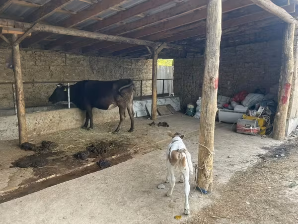 Cow, Swiss cattle