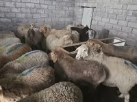 Schaf, Tian-Shan semifinewool sheep — Foto 5