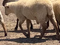 Widder, Hampshire sheep — Foto 2