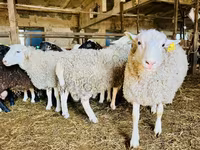Sheep, Baerchuke sheep — photo 2