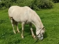 Mare, Horses — photo 1