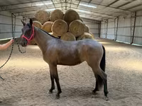 Kobyła, Rocky Mountain Horse — zdjęcie 7
